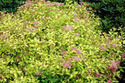 Tawuła japońska Goldmound Spiraea japonica C2
