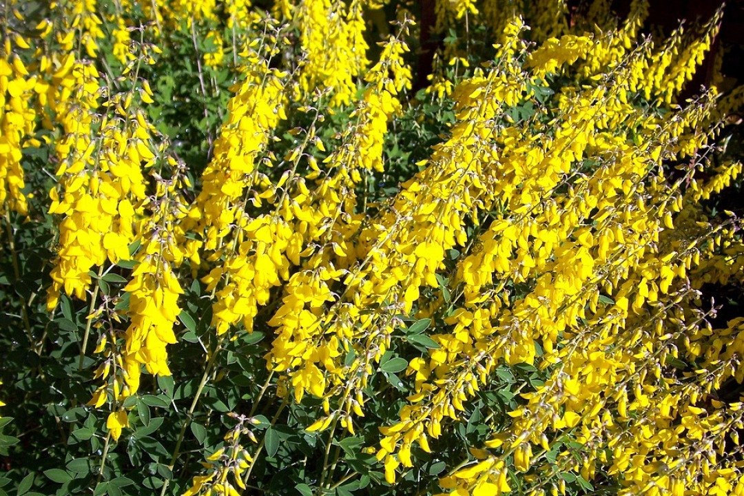 Żarnowiec czerniejący Cyni Cytisus nigricans C2