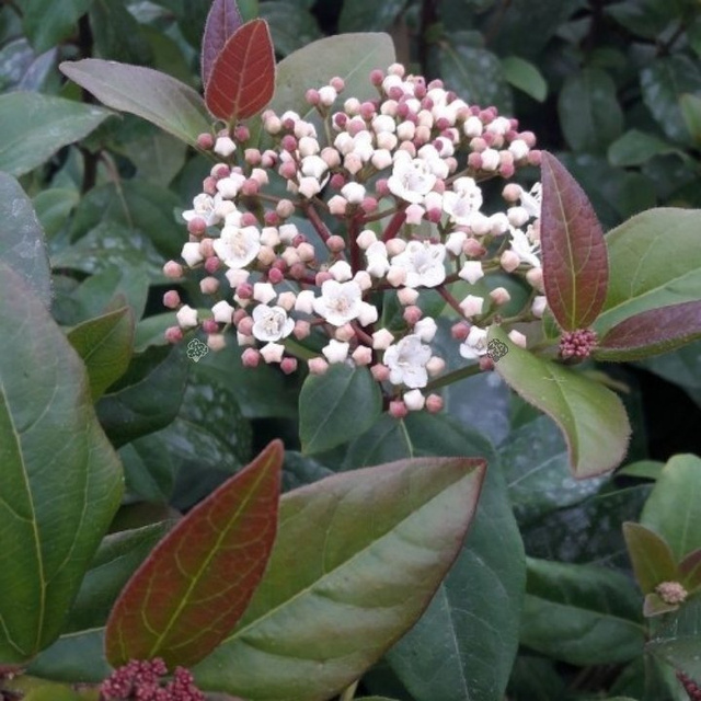 Kalina wawrzynowata Purpureum Viburnum tinus C2