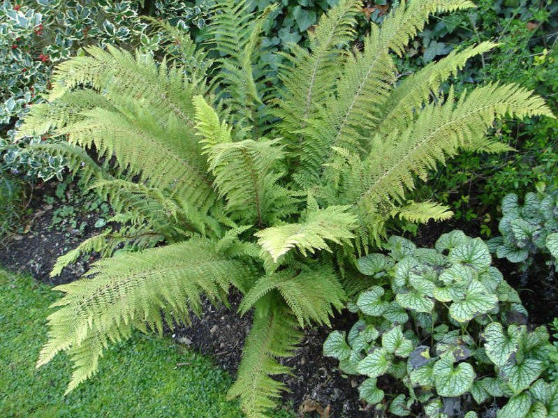 Paprotnik szczecinkozębny Herrenhausen Polystichum setiferum C3