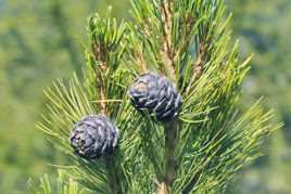 Sosna limba Pinus cembra C2