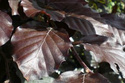 Buk czerwony pospolity Dawyck Purple Fagus sylvatica C2