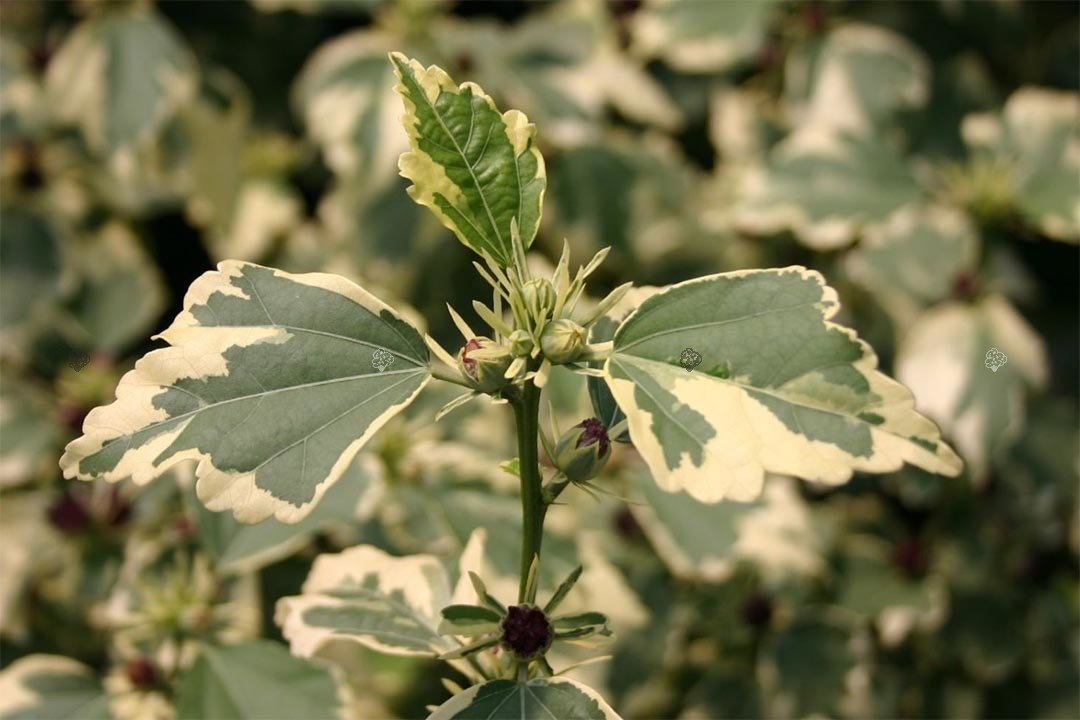Ketmia syryjska Purpureus Variegatus Hibiscus syriacus C2