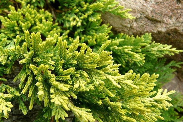 Jałowiec płożący Golden Carpet Juniperus horizontalis C2