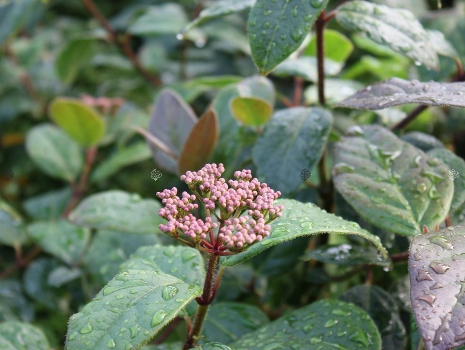 Kalina wawrzynowata Purpureum Viburnum tinus C2