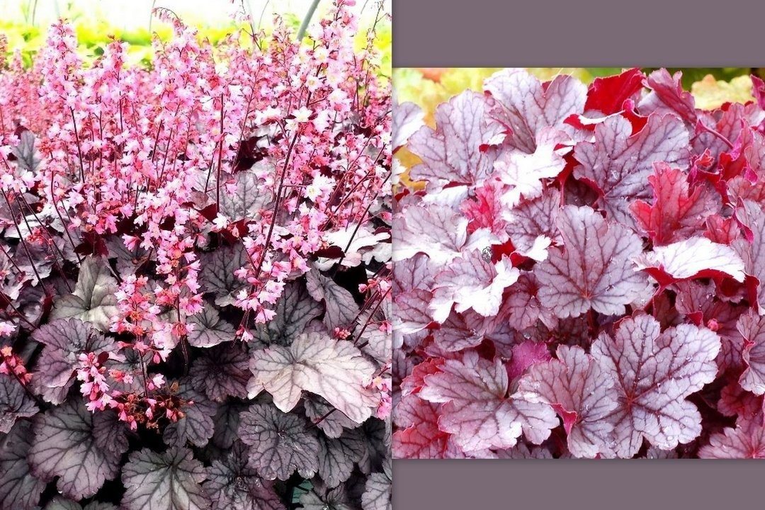 Żurawka Milan PBR Heuchera