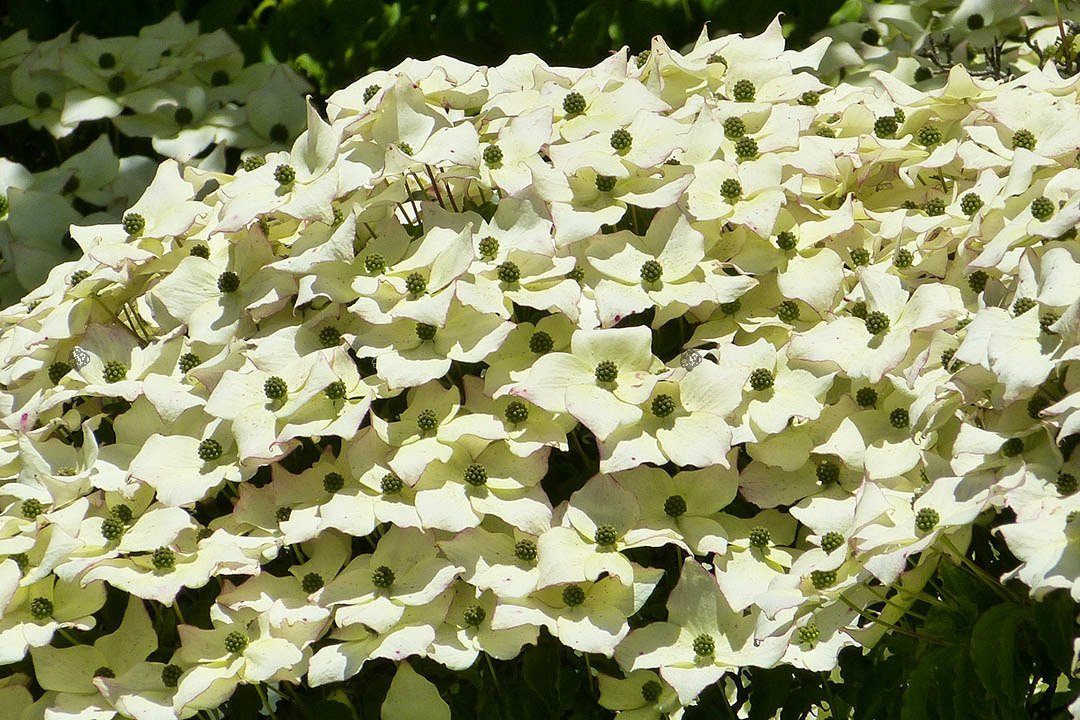 Dereń kousa Cornus kousa C2