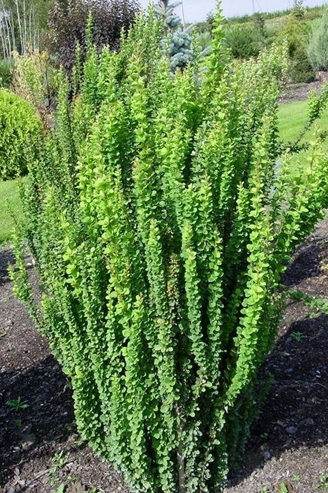 Berberys Thunberga Erecta Berberis thunbergii C2
