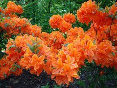 Azalia wielkokwiatowa Spek's Orange Rhododendron mollis C4