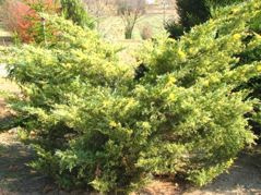 Jałowiec Pfitzera Blue and Gold Juniperus pfitzeriana C5