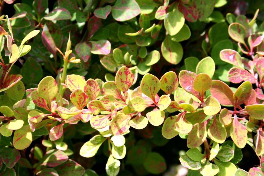 Berberys Thunberga Boum Berberis thunbergii P9