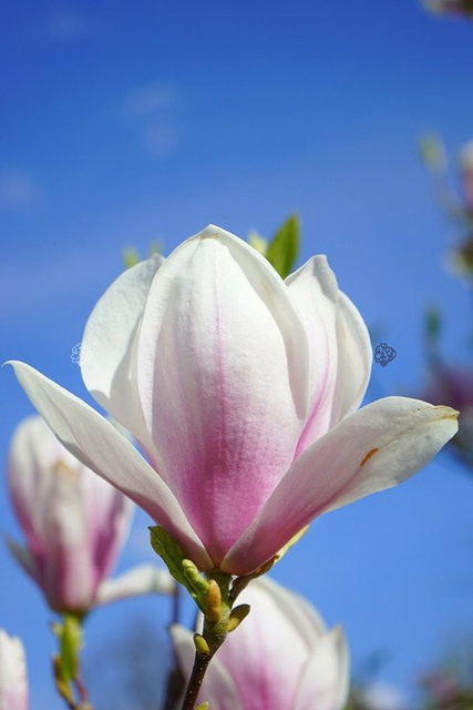 Magnolia Soulange'a  Magnolia soulangeana 