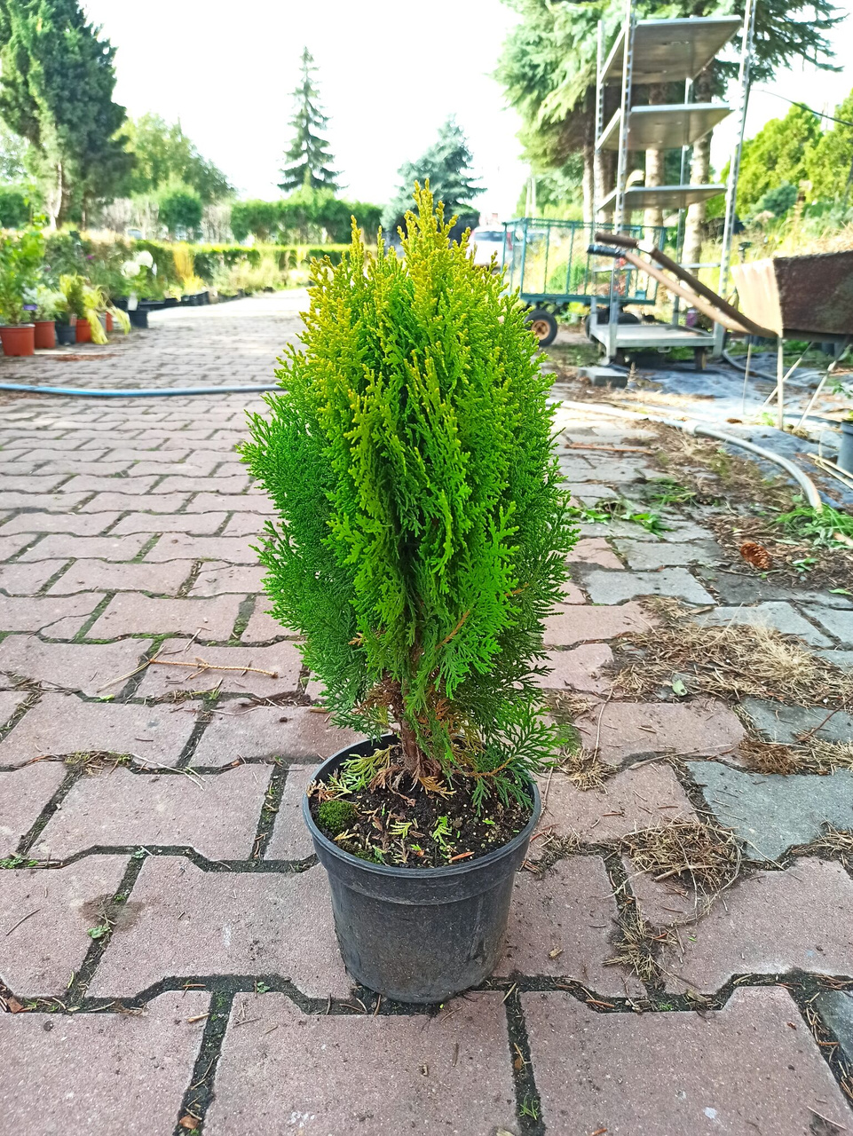 Tuja Aurea Nana Platycladus orientalis P9