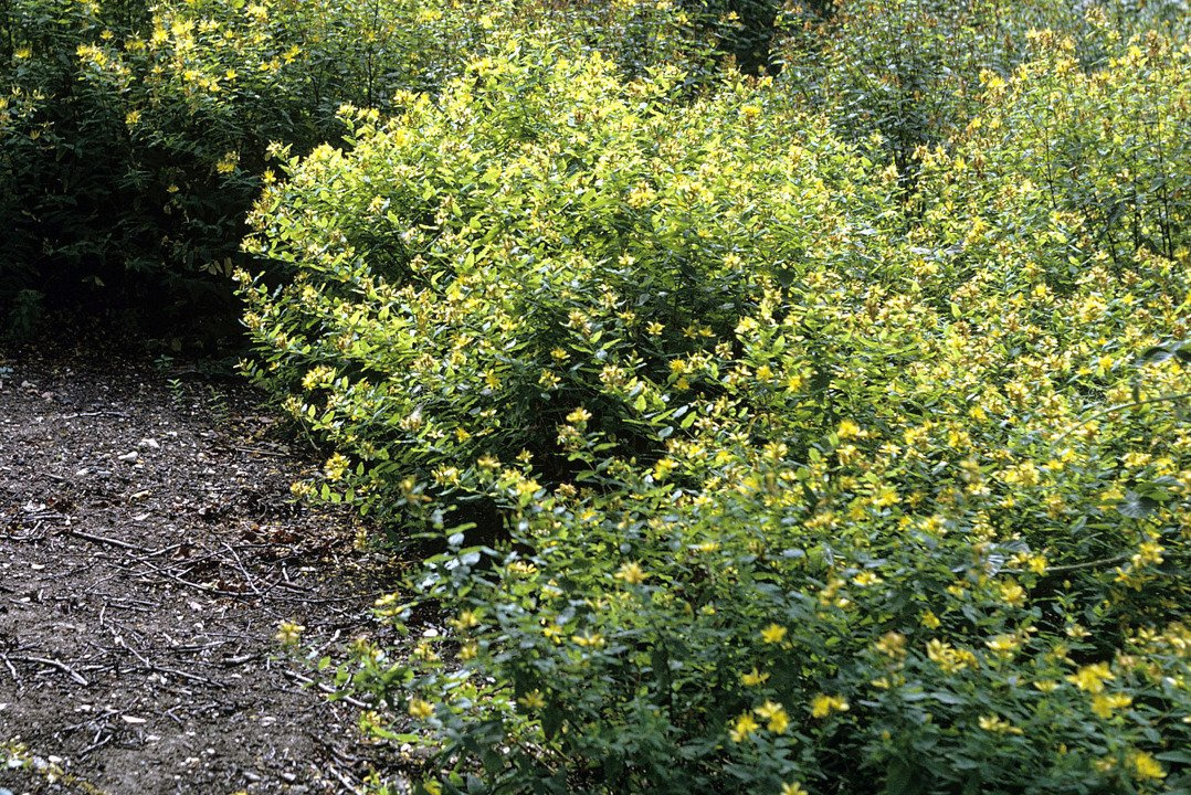 Dziurawiec bezwonny Elstead Hypericum inodorum P9