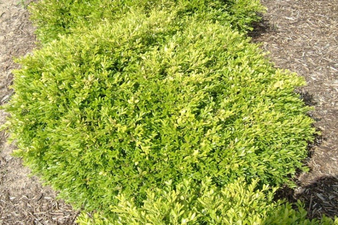 Bukszpan drobnolistny Herrenhausen Buxus microphylla P9