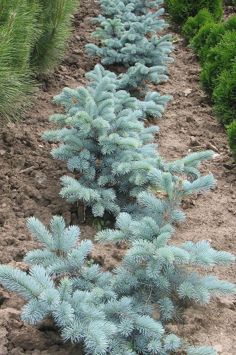Świerk kłujący Hoopsii Picea pungens C5