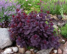 Perukowiec podolski Dusky Maiden PBR Cotinus coggygria C2