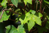 Bluszcz pospolity Green Ripple Hedera helix P9