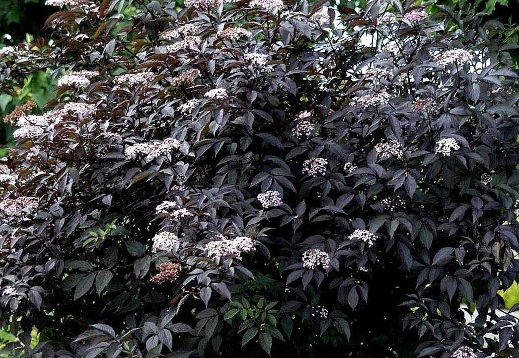 Bez czarny Black Beauty PBR Sambucus nigra C3