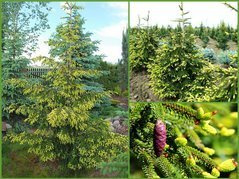 Świerk kaukaski Aureospicata Picea orientalis C5