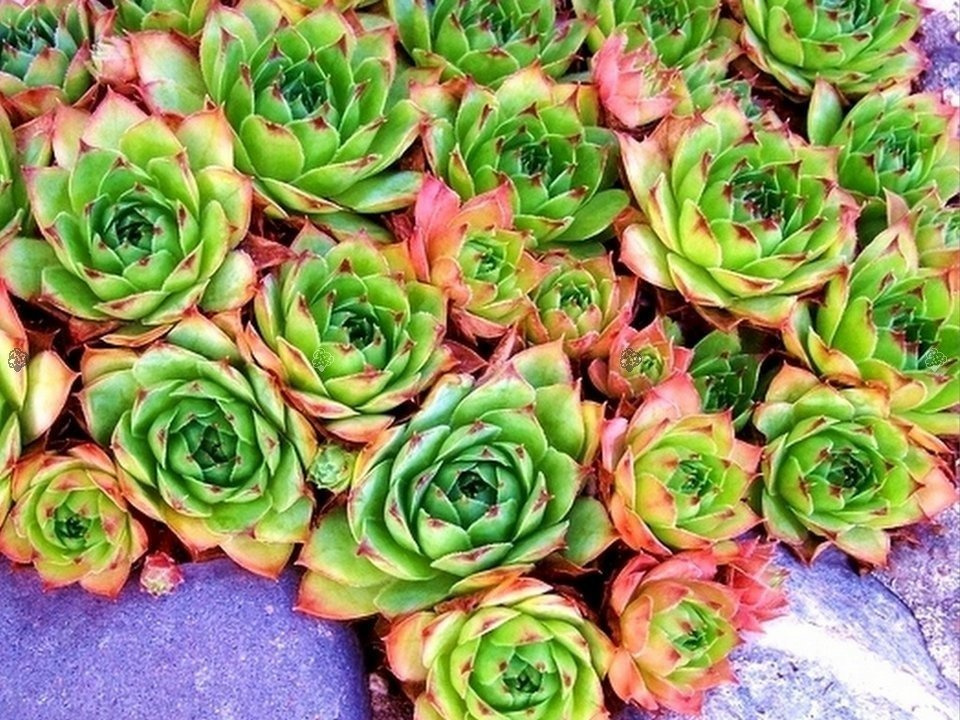 Rojnik Rubicundum Sempervivum P9