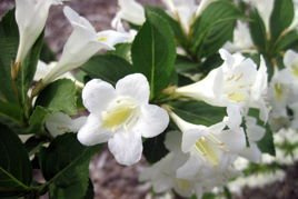 Krzewuszka Bristol Snowflake Weigela P9