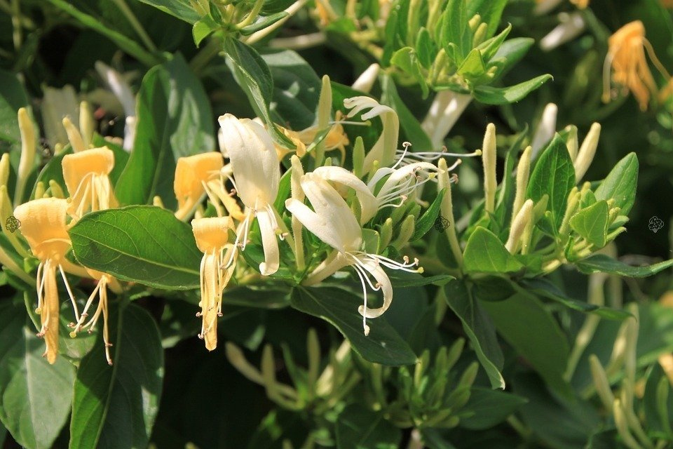 Wiciokrzew pomorski Graham Thomas Lonicera periclymenum P9
