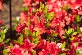 Azalia japońska Juliette PBR Rhododendron obtusum C2