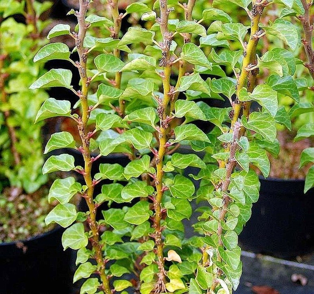 Bluszcz pospolity Erecta Hedera helix P9