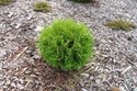 Tuja Waterfield Thuja occidentalis C5