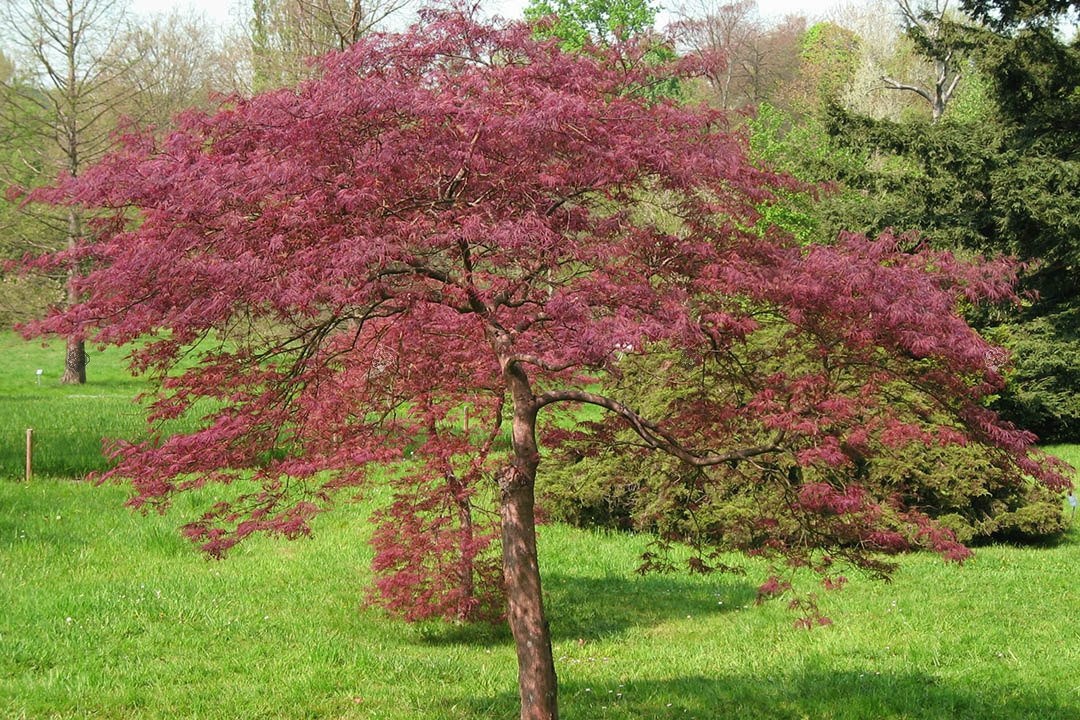 Klon palmowy Garnet Acer palmatum C5