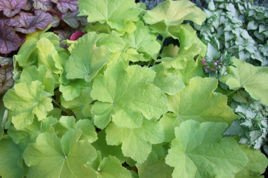 Żurawka Citronelle PBR Heuchera C1,4