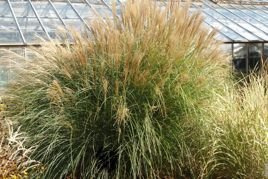 Miskant chiński Yaku Jima Misctanthus sinensis P9
