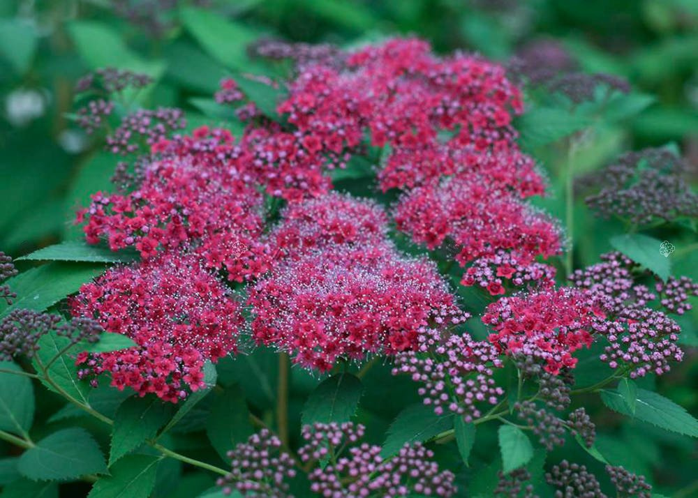 Tawuła japońska Double Play Red PBR Spiraea japonica C3
