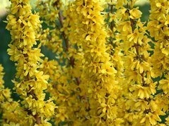 Forsycja pośrednia Mikador PBR Forsythia intermedia C3