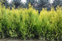 Tuja Yellow Ribbon Thuja occidentalis P9
