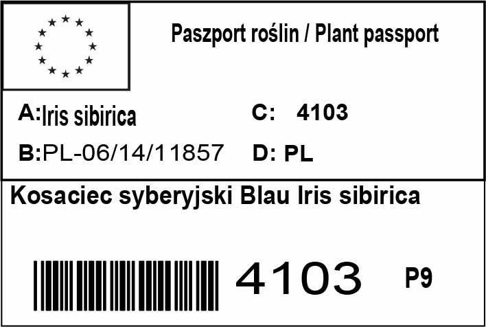 Kosaciec syberyjski Blau Iris sibirica C2