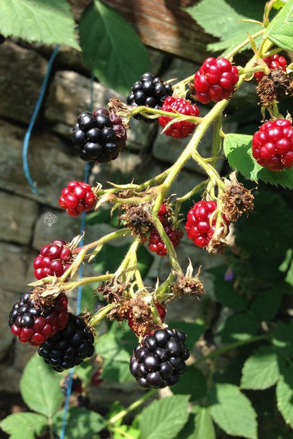 Jeżyna bezkolcowa Gazda Rubus fruticosa C2