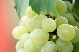 Winorośl Ontario Vitis C2