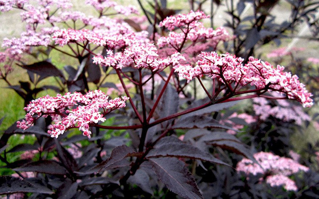Bez czarny Black Beauty PBR Sambucus nigra C3