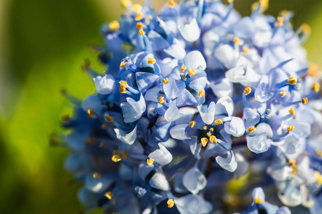 Prusznik Blue Jeans Ceanothus P9