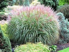Miskant chiński Krater Miscanthus sinensis P9
