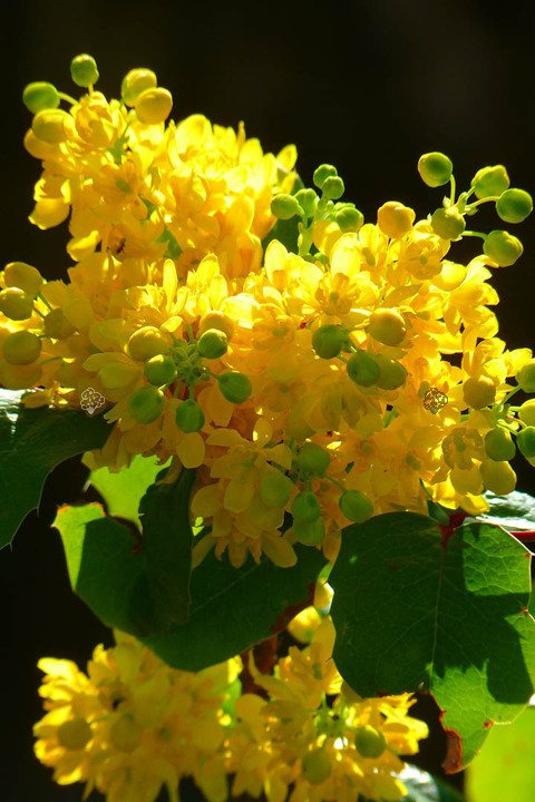 Mahonia pospolita Mahonia aquifolium C2