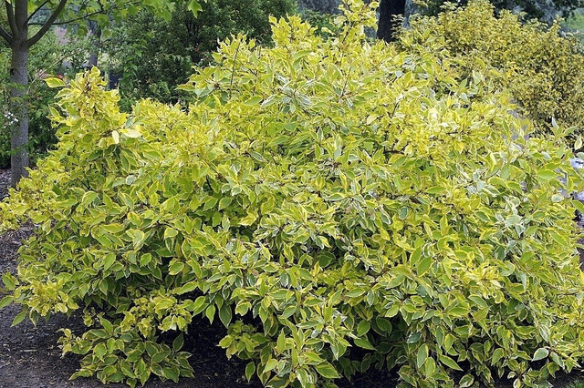 Dereń biały Gouchaltii Cornus alba  P9
