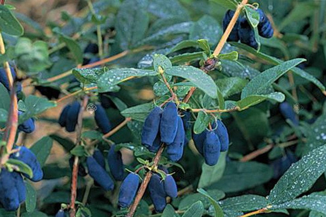 Jagoda kamczacka Atut Lonicera caerulea var. kamtschatica P9