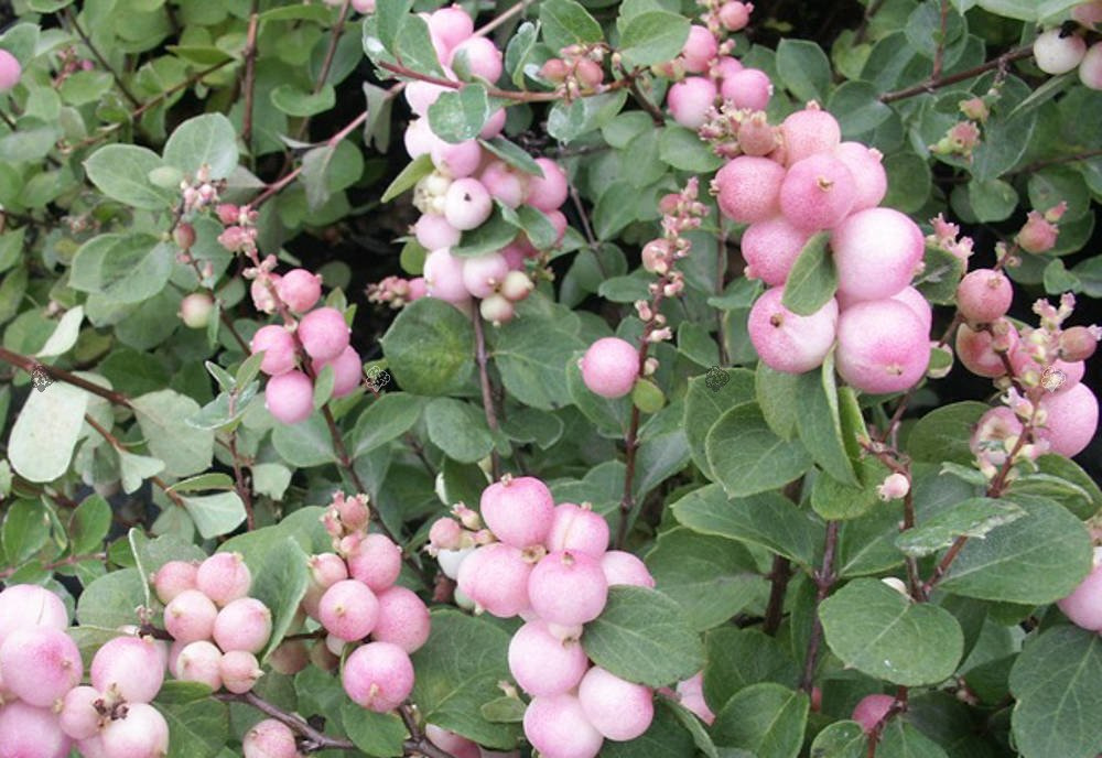 Śnieguliczka Doorenbosa Mother of Pearl Symphoricarpos doorenbosii C2