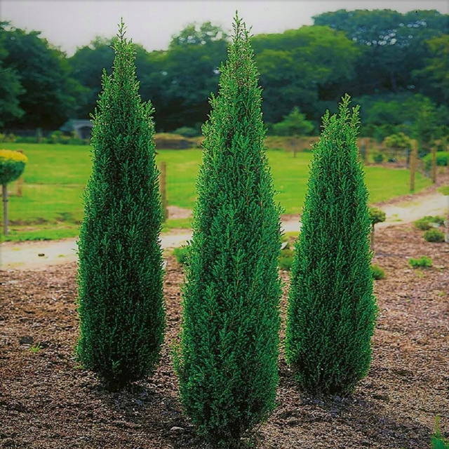 Jałowiec pospolity Suecisa Nana Juniperus communis P9