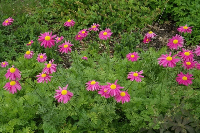 Złocień różowy Chrysanthemum coccineum P9
