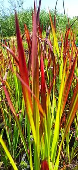 Imperata cylindryczna Red Baron Imperata cylindrica C5