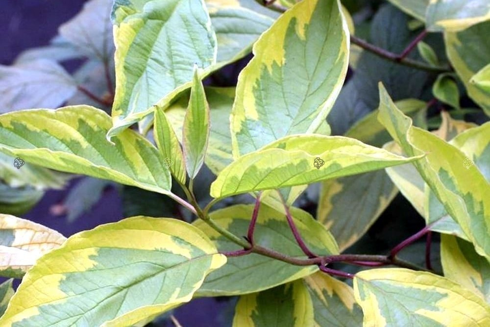 Dereń biały Spaethii Cornus alba P9